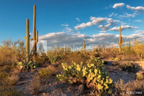 Picture of Sunset in Saguaro National Park near Tucson Arizona